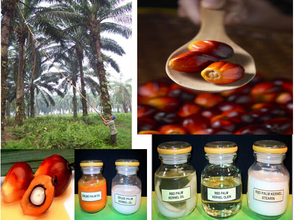 Applications-of-palm-oil