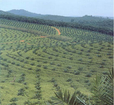 Palm-Tree-Production